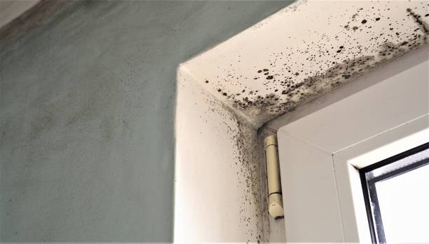 Best Forensic Mold Investigation  in Taylor Mill, KY