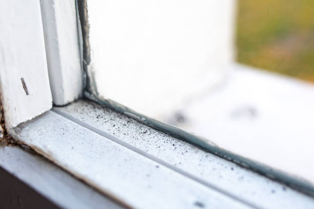 Best Water Damage & Mold Remediation  in Taylor Mill, KY