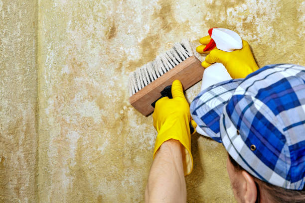 Best Commercial Mold Inspection  in Taylor Mill, KY