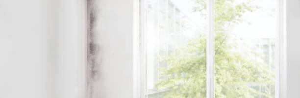 Best Biohazard Mold Removal  in Taylor Mill, KY