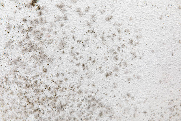 Best Black Mold Removal  in Taylor Mill, KY