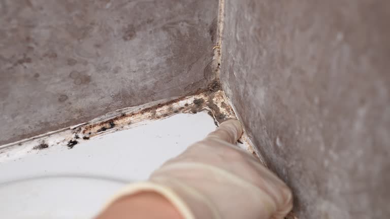 Best HVAC Mold Inspection and Cleaning  in Taylor Mill, KY